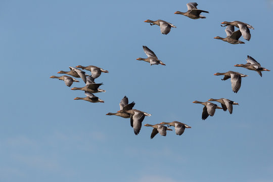 group of several flying gray geese (anser anser) blue sky