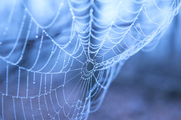 Spider web with water droplets on a blue background
