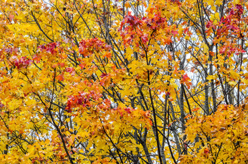 Branches of trees in an autumn park. Seasonal background