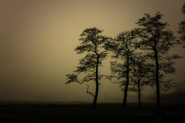 Fototapeta premium The dark trees at the forest edge and meadow. Sepia dark background: forest in the mist