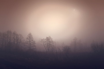 The dark trees at the forest edge and meadow. Sepia dark background: forest in the mist