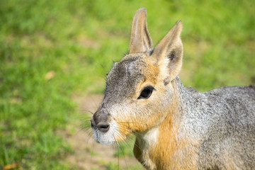 The Patagonian mara (Dolichotis patagonum), a relatively large rodent. Head of a Patagonian Mara