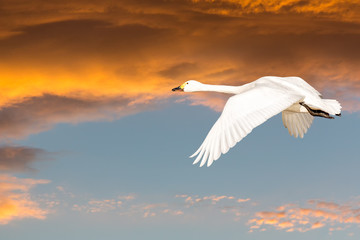 Beswick's swan in flight at sunset
