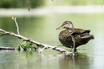 Wild duck female in the pond. Blurred background. Green background. Water bird