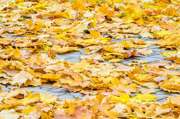 Yellow Maple Fallen Leaves on the on the Sidewalk Paved with Gray Concrete Paving Stones. Autumn Approach, Season Change Concept