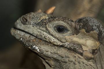Brown iguana