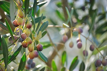 Albero di olive. Oliveto