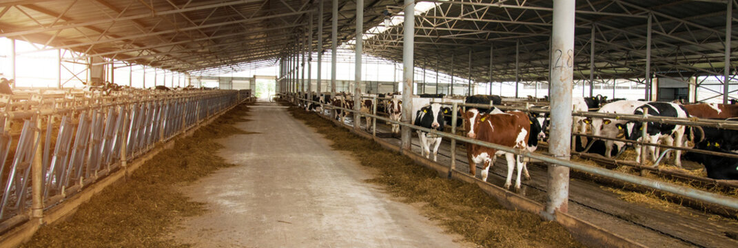 Building of a cow farm. Panorama
