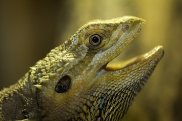 Brown iguana