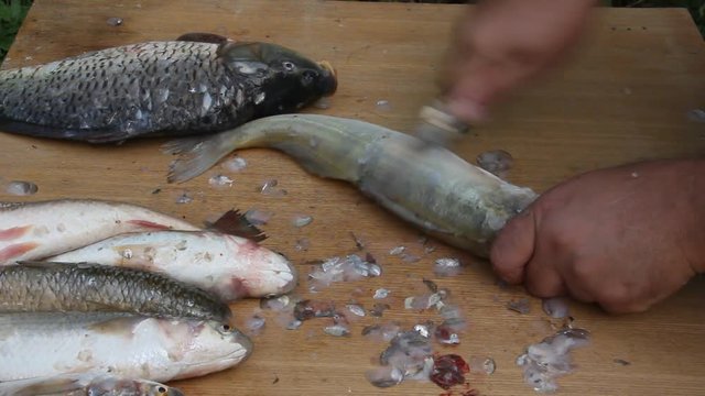 Cleaning fish in unsanitary conditions. Flies and wasps sit on the fish