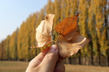 Foglia d'autunno - sfumature