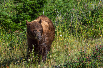 Grizzly bear walking around the meadow in Waterton national park, Alberta, Canada