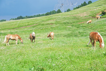 Cavalli al pascolo sulle Alpi