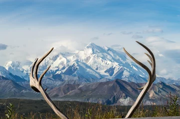 Papier Peint photo autocollant Denali Deer horns with Mount Mckinley in the background, Denali National Park, Alaska