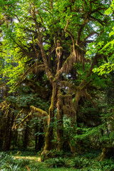 Fototapeta premium Scenic view of beautiful ever green forest in mt Olympic National park,Washington,USA. WA aka evergreen state.