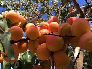 Apricots