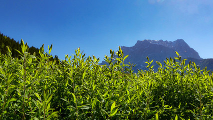 gr&uuml;ner Blick auf das Zugspitzmassiv