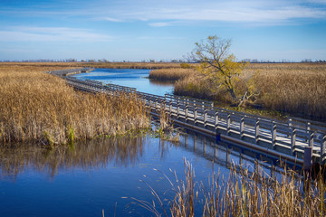 Point Pelee National Park with yellow grass during the fall season, Leamington, Ontario