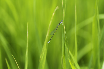 Damselfly Dragonfly perched on grass flower