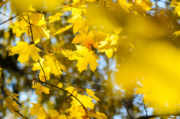 Maple branches with yellow leaves on a sky background in autumn forest