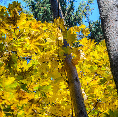 Maple branches with yellow leaves on a sky background in autumn forest