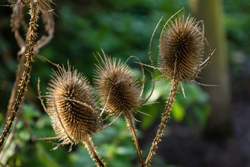 teasel