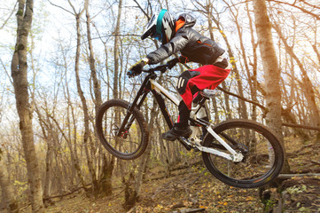 a young rider at the wheel of his mountain bike makes a trick in jumping on the springboard of the downhill mountain path in the autumn forest