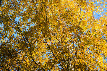 Branches of trees in an autumn park. Seasonal background. Texture of yellow tree crown in autumn