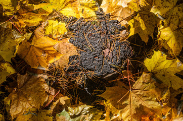 The maple fallen leaves are creatively folded on a asphalt sidewalk top view. Autumn background with blank space for text centered. Autumn Approach, Season Change Concept
