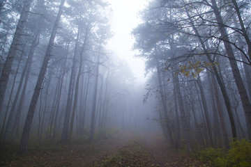 autumn forest on misty  morning 