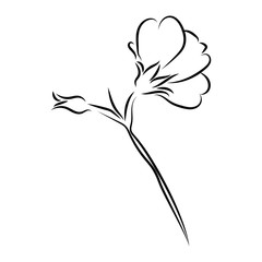 graphic design editable for your design, hand drawn flower outline in black isolated on white background. Vector Illustration.