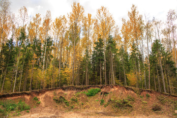 Mixed forest in autumn. The trees are on the edge of a sandy ravine. Exposed tree roots. Environmental disaster.