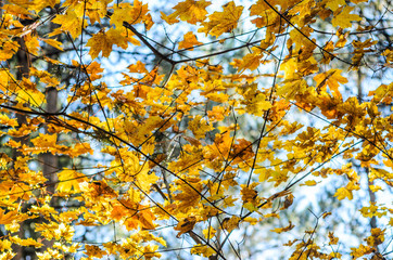 Maple branches with yellow leaves on a sky background in autumn forest