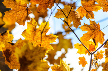 Maple branches with yellow leaves on a sky background in autumn forest