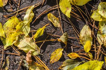 Background of colorful autumn leaves on forest floor