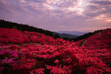 奈良県 葛城山 ツツジ