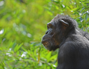 Chimpanzee in Profil