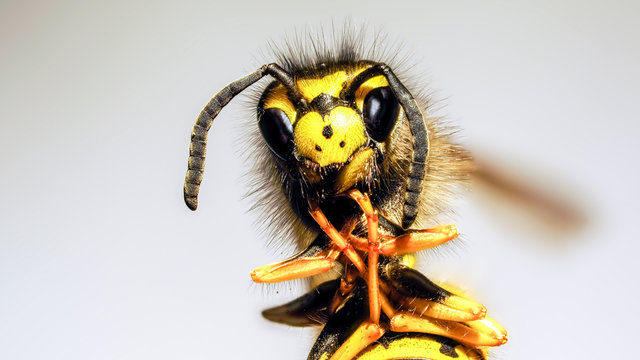 Makro Aufnahme einer Vespe
