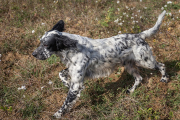 Hunting english setter running in the autumn field. Vineyard in the background