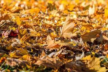 Fallen autumn leaves background. Colorful backround image of fallen autumn leaves perfect for seasonal use
