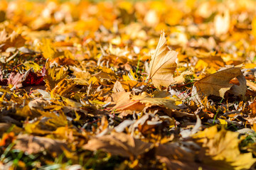 Fallen autumn leaves background. Colorful backround image of fallen autumn leaves perfect for seasonal use