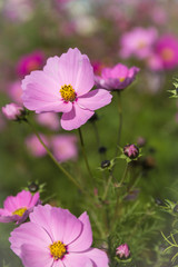 Obraz premium pink cosmos flower fields