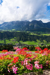 Beautiful flowers with Dachstein Mountains range in background, Schladming, Alps