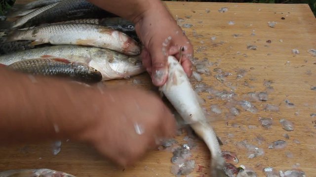 Cleaning fish in unsanitary conditions. Flies and wasps sit on the fish