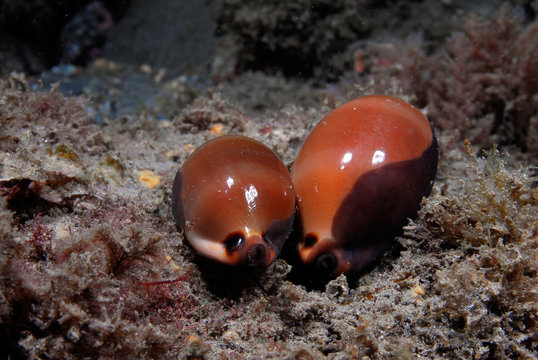 Luria lurida 819, porcelana