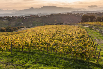 Fototapeta na wymiar Sunset on the vineyard in the autumn season. Mountain in the background