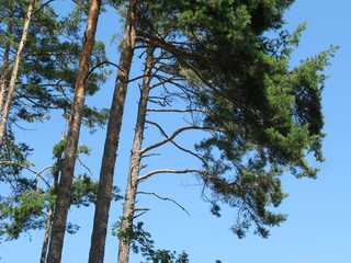 woodland in alpe di siusi