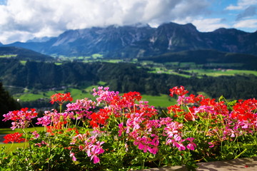 Beautiful flowers with Dachstein Mountains range in background, Schladming, Alps