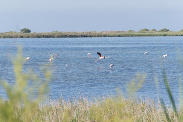 Paisaje del Delta del Ebro