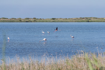 Paisaje del Delta del Ebro